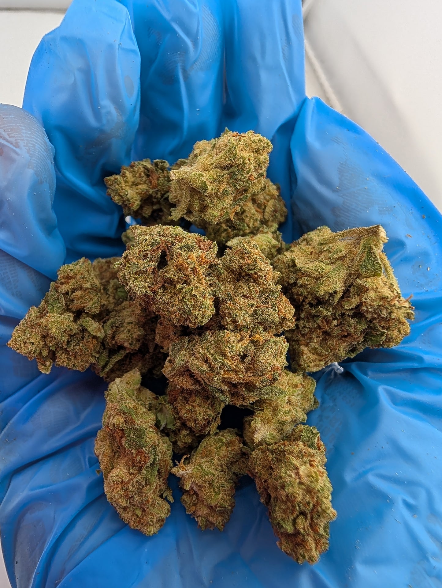 THCA Flower- Maria's Cookies