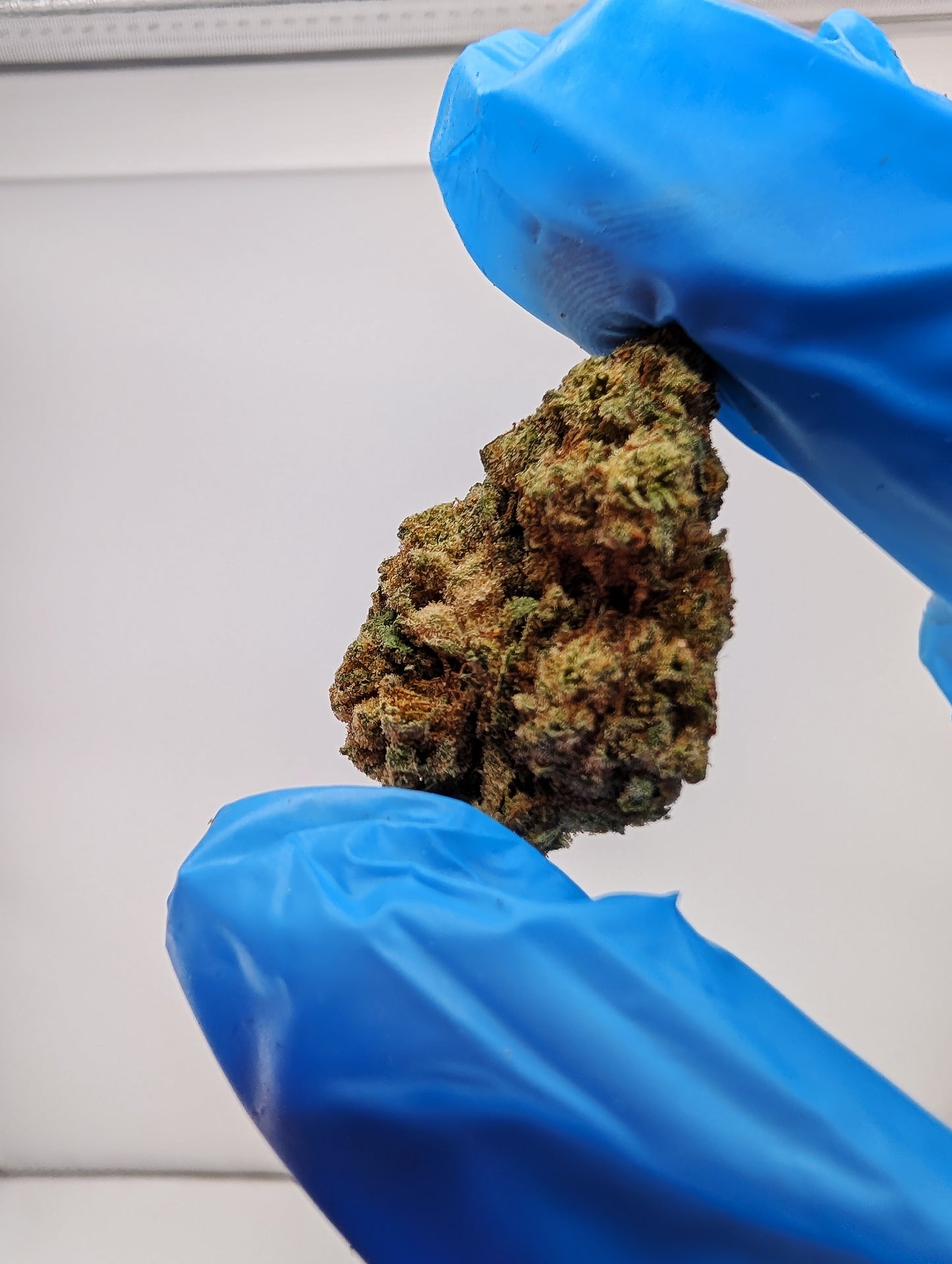 THCA Flower- Maria's Cookies