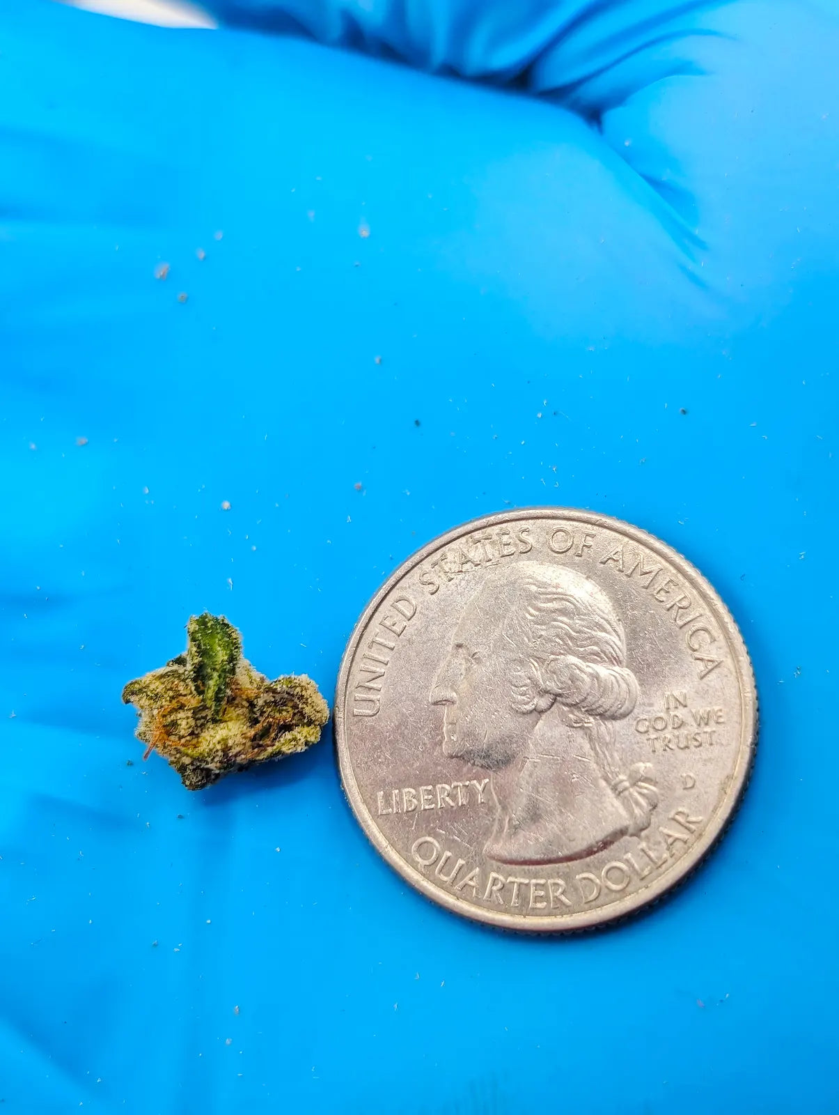 THCA Flower – Blue Z (Micro Smalls)