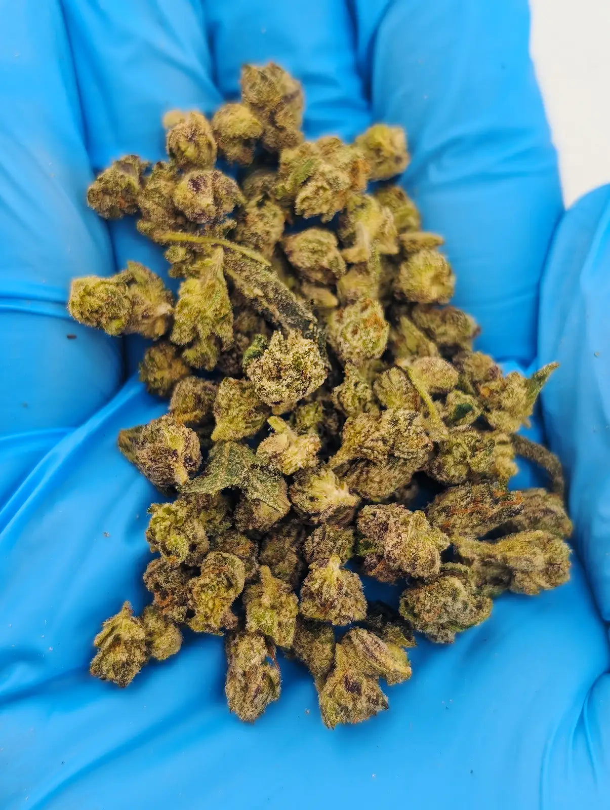 THCA Flower – Blue Z (Micro Smalls)