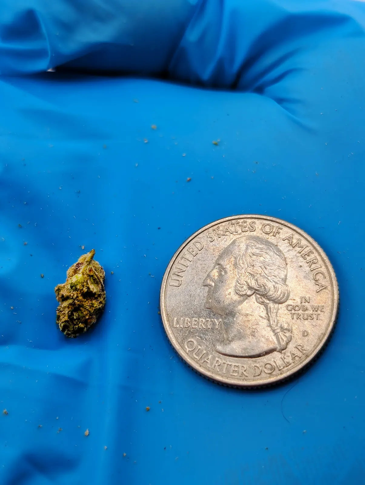 THCA Flower – Elektra Ice (Micro Smalls)