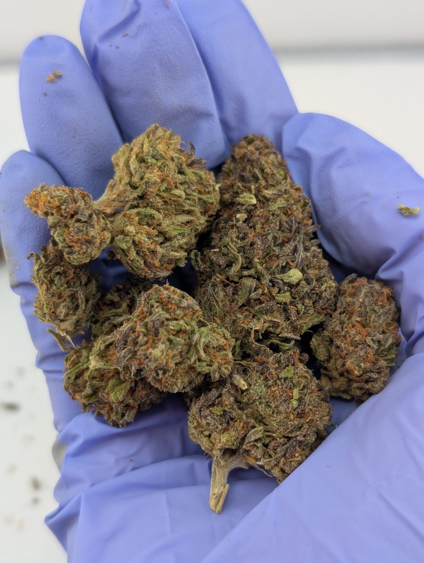 THCA Flower- Black Garlic Gelato