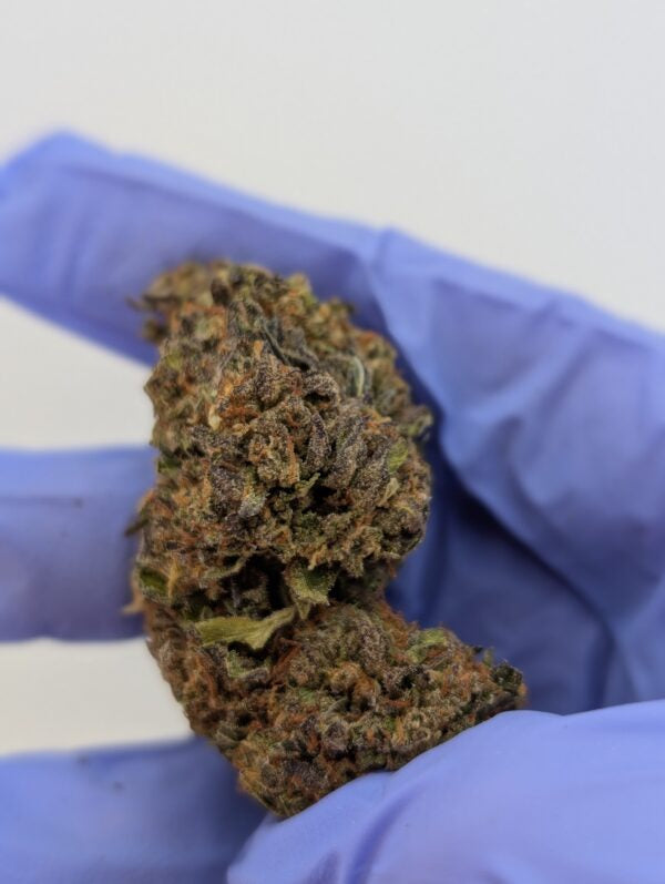 THCA Flower- Black Garlic Gelato