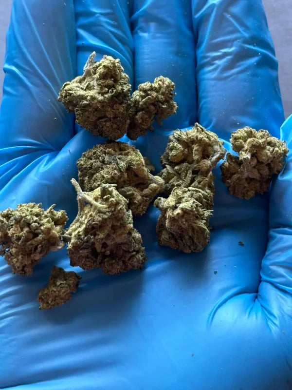 THCA Flower Smalls- Gary Runtz