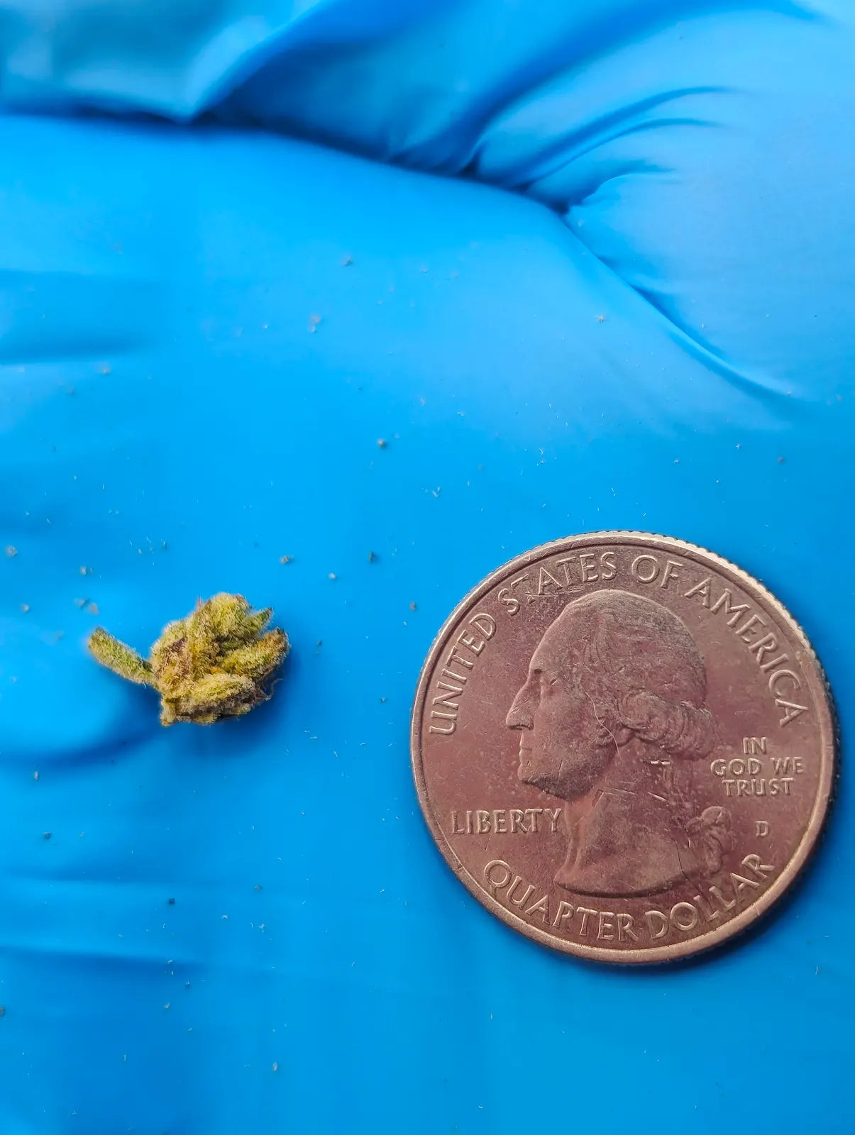 THCA Flower – LA Pop Rockz (Micro Smalls)