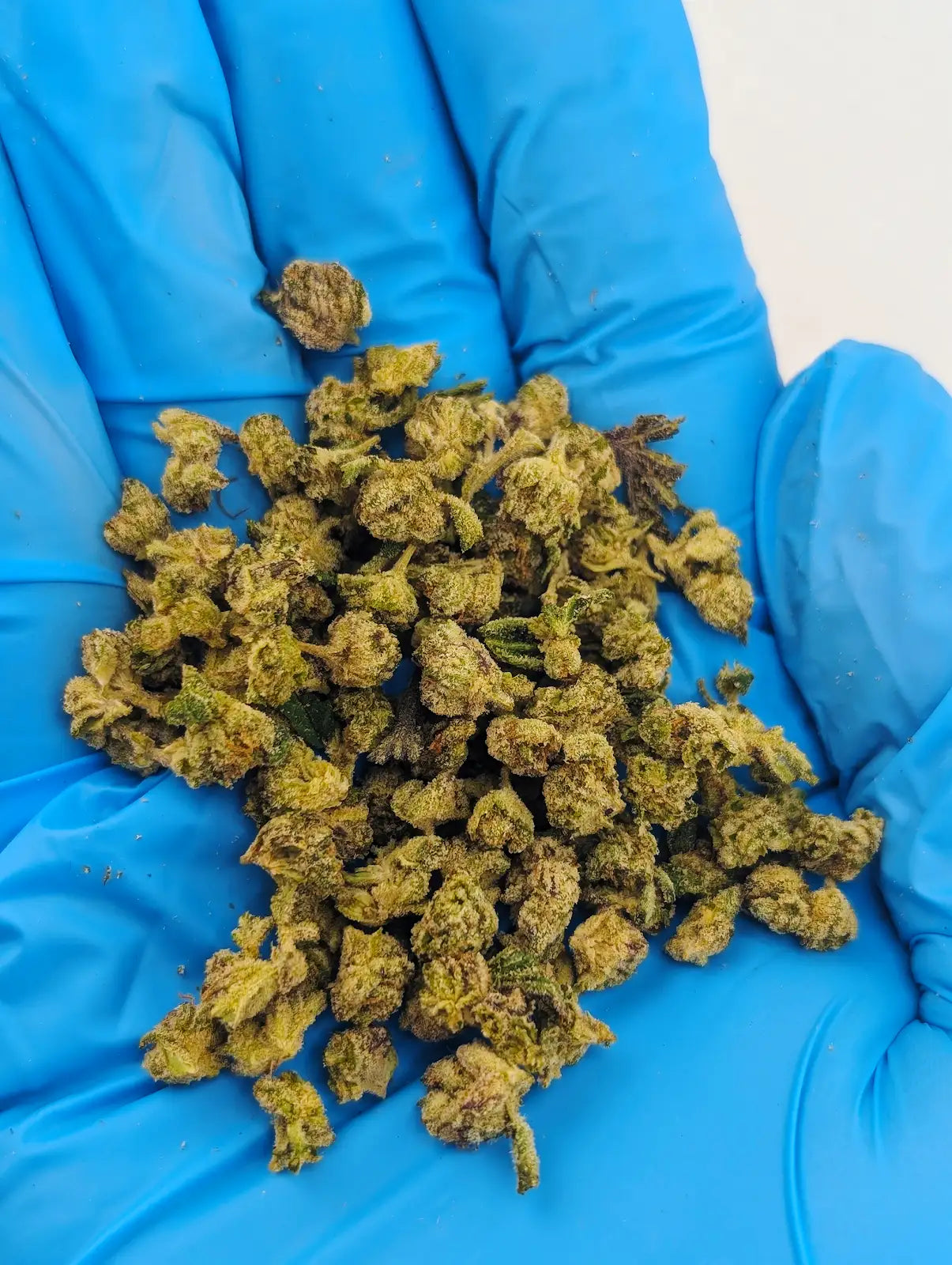 THCA Flower – LA Pop Rockz (Micro Smalls)