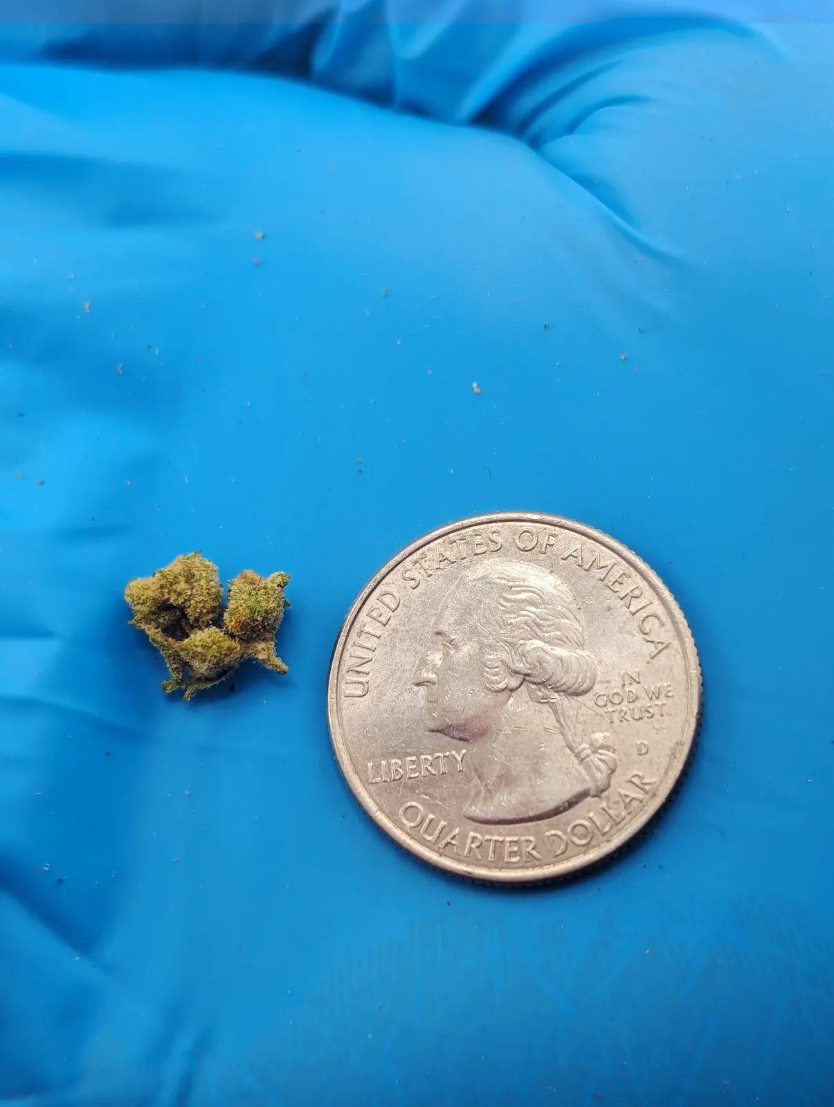 THCA Flower – LCG x Permanent Marker (Micro Smalls)