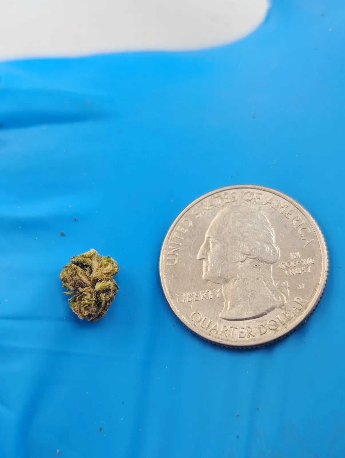 THCA Flower – Tom Ford (Micro Smalls)
