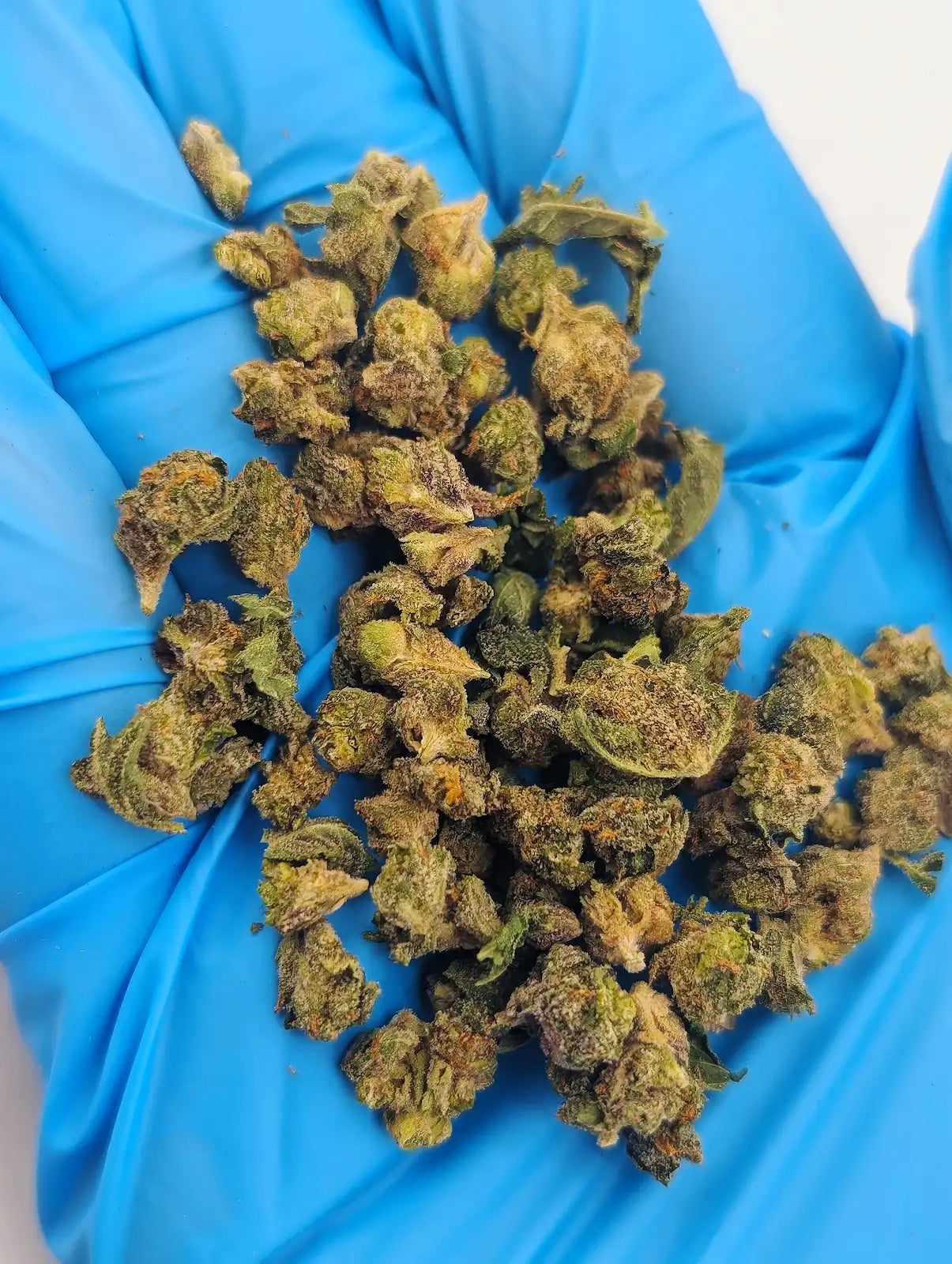 THCA Flower – Tom Ford (Micro Smalls)