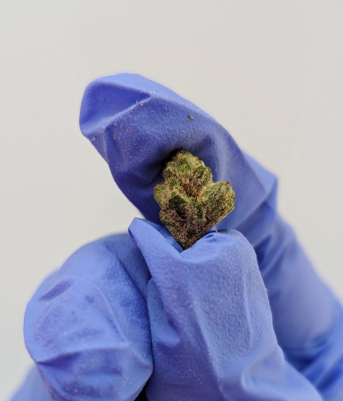 THCA Flower Smalls- Blue Crush