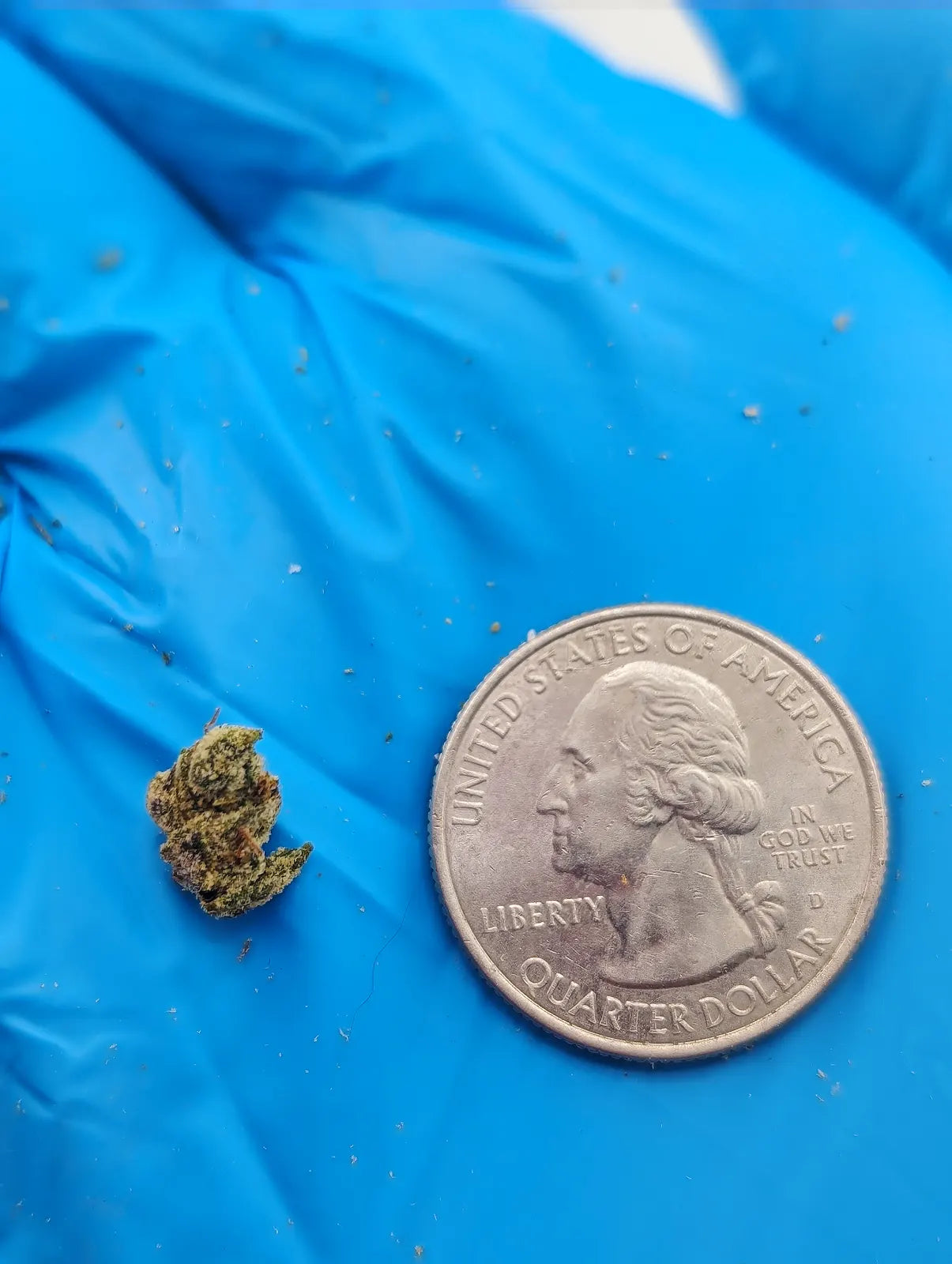 THCA Flower – Lemon Cherry Gelato (Micro Smalls)