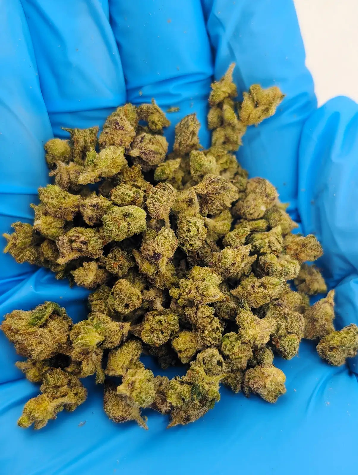 THCA Flower – Lemon Cherry Gelato (Micro Smalls)