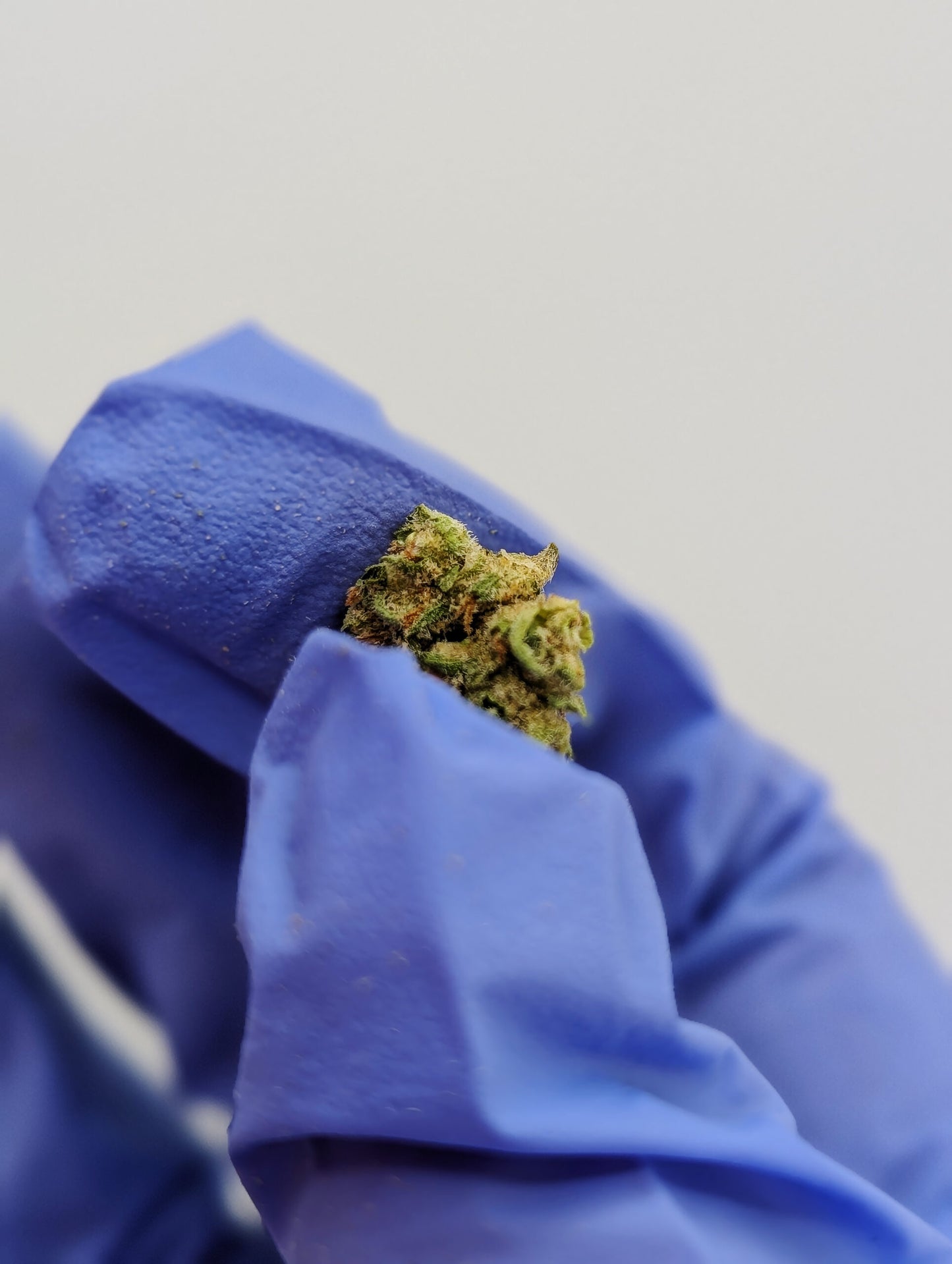 THCA Flower Smalls- XJ-13