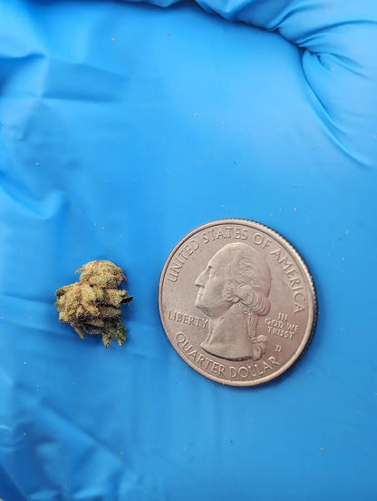 THCA Flower – Animal Cocktail (Micro Smalls)