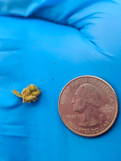THCA Flower – LA Pop Rockz (Micro Smalls)