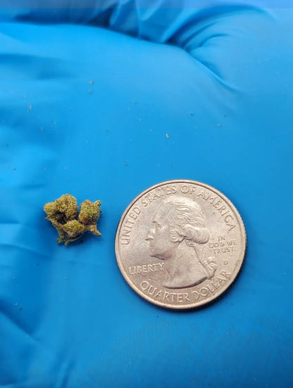 THCA Flower – LCG x Permanent Marker (Micro Smalls)