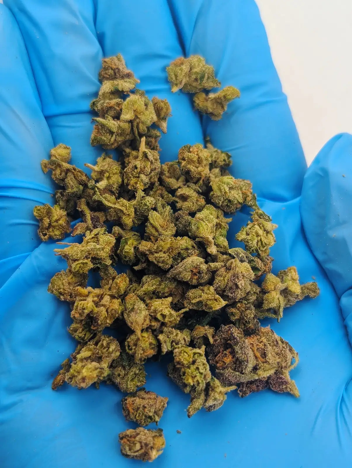 THCA Flower – LCG x Permanent Marker (Micro Smalls)